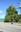 Arbre du Centenaire - Place de Mont-Gauthier