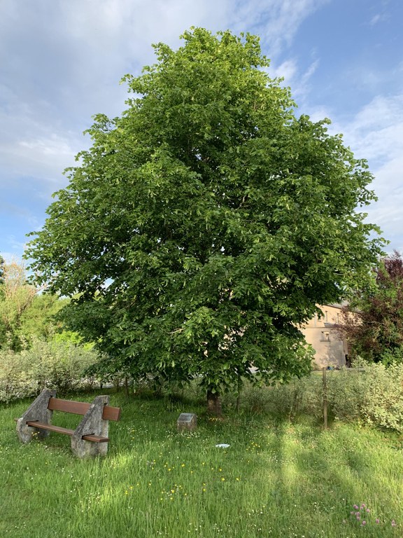 Le tilleul "Roi Baudouin" - Buissonville