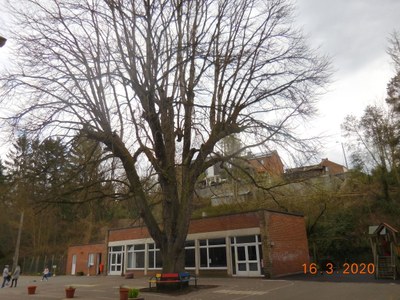 Le marronnier de l'école communale